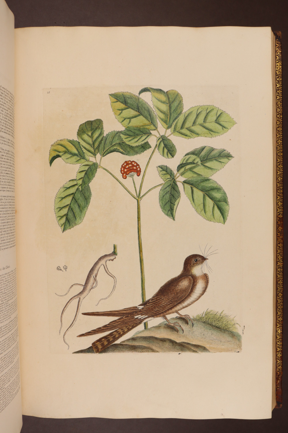Plate 16